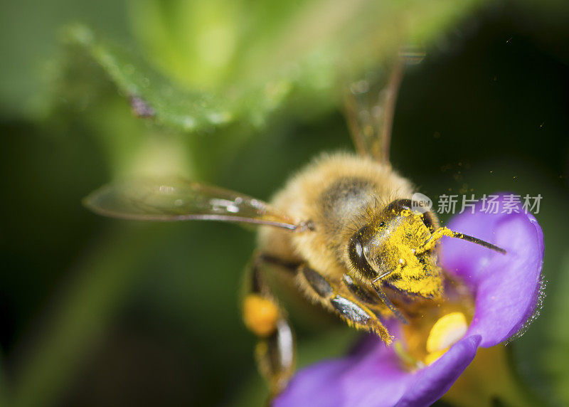 大昆虫蜜蜂(Apis mellifera)在紫色的花